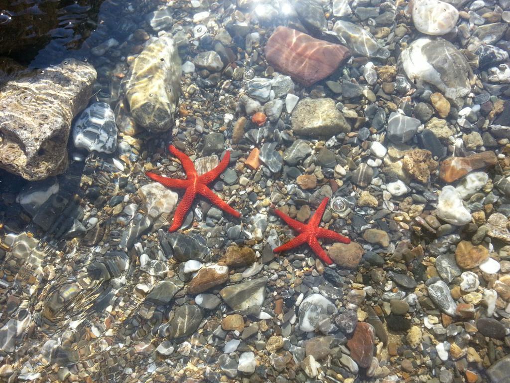 Cala Dei Mori Aparthotel Livorno Buitenkant foto